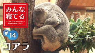 丸まって熟睡 ⇒ 寝起き姿に癒される♡／Sleeping Koala