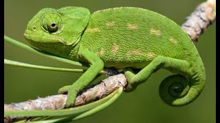 Европейский хамелеон - Common Chameleon (Энциклопедия животных)