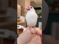 朝ナデナデ後のポヤポヤ文鳥つるさん　 birds 可愛い小鳥 bird 文鳥