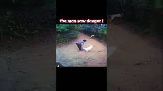 Man and dogs are afraid of the king of the jungle #trending #animals #wildlife #dog #shortsviral