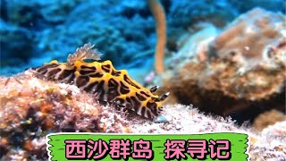 四年西沙群岛潜水记 东边廊·海底花园 科学探索记