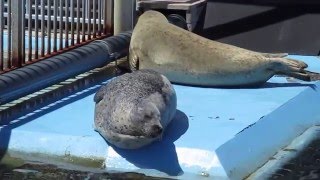 飼育員さんの声に反応するアザラシ（seal）