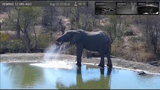 Aug 22 2022: Young African elephant sprays water again as it drinks at Rosie’s Pan