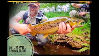 58 CM WILD BROWN RIVER DOVE TROUT UNITED KINGDOM