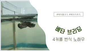 베타물고기 번식 4커플 탄생기 브리딩