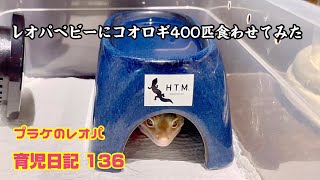 レオパベビーにコオロギ400匹食べさせたらこうなった！プラケのレオパ育児日記 136（ぺこる生後274日目、るうな・ほーちー生後247日目）