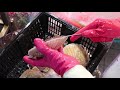 how to open u0026 clean scallops 如何開啟 北海道 帆立貝 giant ezo scallop元貝 扇貝 聯和墟 祥興海鮮