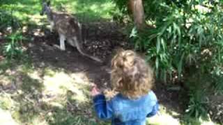 Nava Befriends a Kangaroo