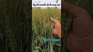 #गेंहू की प्रजाति डी बी डब्लू 187 || #Wheat Varieties DBW 187 || #shorts || #shortvideo