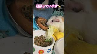 自力歩行が危なくなってきたモルモットが転ばないように工夫しました　# #モルモット #guineapig #介護 #shorts