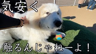 どさくさに紛れて撫でさせてもらったら睨まれましたw