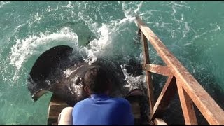 Stingray jumps onto ramp for food