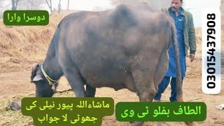 watch pure neeli Ravi buffalo for sale in Punjab Pakistan on YouTube