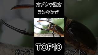 カブクワ強さランキング#カブト虫 #クワガタ虫#カブト#クワガタ#強さランキング #ランキング