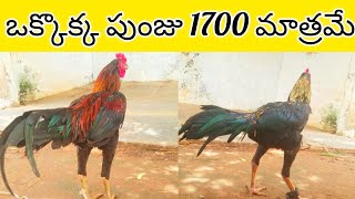 ఒక్కో పుంజు ధర 1700 రూ #73307 58435 #khrfarms