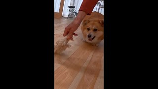 コーギーの朝トレ / corgi dashing furiously #shorts