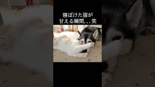 寝ぼけた猫が犬に甘える瞬間がこちら。笑 #猫 #shorts