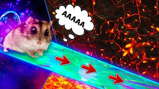 Hamster escapes the awesome maze for Pets in real life! - Hamster Stories 2
