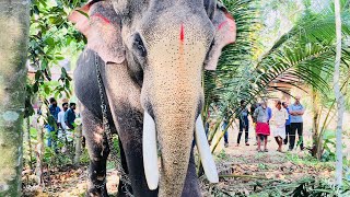 The King of Elephants Thechikottukavu Ramachandran: ഏകഛത്രാധിപതി തെച്ചിക്കോട്ടുകാവ് രാമചന്ദ്രൻ