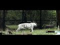 mysore zoo blackmagic pocket cinema camera 4k india mysore zoo in 4k bmpcc4k