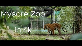 Mysore Zoo Blackmagic Pocket Cinema Camera 4k India | Mysore Zoo in 4k | BMPCC4k