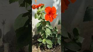 Beautiful Red Flower 🌺 Plant ☘️#beautiful#hibiscus#red#flowers#plants#garden#nature#love#shorts