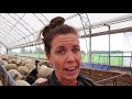How We Started Our Sheep Farm FROM SCRATCH!! (& Tips For Beginners)Vlog 161