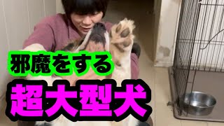 ヤキモチ焼きな超大型犬【超大型犬】