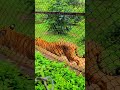 tiger animal ଚିଡ଼ିଆ ଖାନା ବାଘ ନଦନ କାନ୍ଦନ ଜୀବଜନ୍ତୁ animalshorts tiger nadankandan