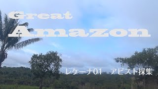 Great Amazon006 レケーナ01　アピスト採集