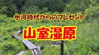 氷河時代からのプレゼント！！山室湿原