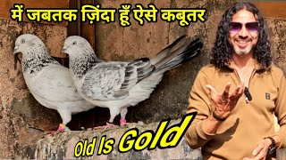 में जब तक ज़िंदा हूँ ऐसे कबूतर ! Jab Tak  Main Zinda Hun Aise Kabootar | Jaipur Tonk Pigeons