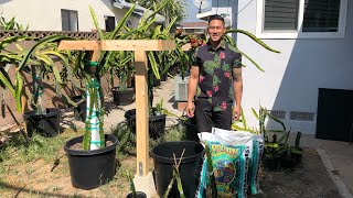 E1: How to Grow Dragon Fruit From Cutting to Fruit