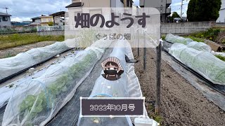 畑のようす【10月号】【恒例】【記録】【家庭菜園】