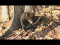 Baby bear trying to break branch #shorts#babybear