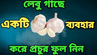 লেবু গাছে রসুন ব্যবহার করুন ম্যাজিক দেখুন। শীতকালে লেবু গাছের পরিচর্যা