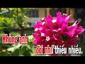 karaoke nếu Đời không có anh tone nữ