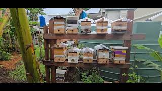 Australian Native Bee garden