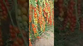 maior produção de tomate cereja do mundo