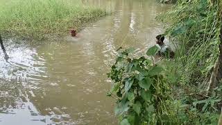 গ্রাম বাংলার মাছ ধরার দৃশ্য