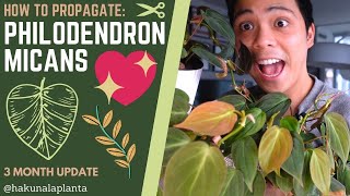 How to Propagate Philodendron Micans 😍 - 3 Month Update (Propagate with ME) LECA