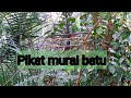 Pikat murai batu..Dua minit  langsung tapau