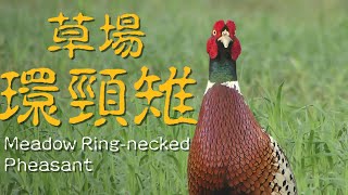 Meadow Ring-necked Pheasant