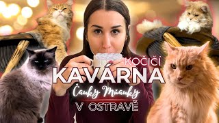 Ráj pro milovníky koček / Kočičí kavárna v Ostravě!