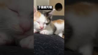 子猫姉妹、お腹で縦列駐車 #cat #猫 #shorts #kitten #子猫 #保護猫 #こねこ #ねこ