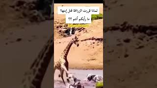 لماذا قررت الزرافة قتل ابنها😭مارأيكم أنتم؟؟   اشترك في القناة