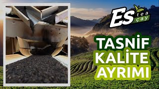 Es tea Çay · Tasnif Kalite Ayrımı · Gerçek Çayın Yolculuğu