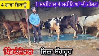 62802,98075 ਚਾਰ ਗਾਵਾਂ ਵਿਕਾਊ ਪਿੰਡ ਭੋਜੋਵਾਲ ਜਿਲਾ ਸੰਗਰੂਰ cows sale 🐄 #trending @JeetaFarmTv