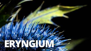 How to photograph a thistle (Eryngium) - Flower Photography Tutorial