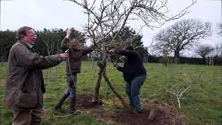 Mespilus germanica spring care